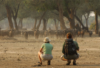 Mana Pools National Park Mana Pools National Park safari Zimbabwe